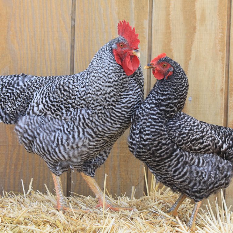 Silver Laced Wyandotte