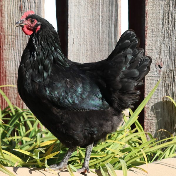 Black Australorp