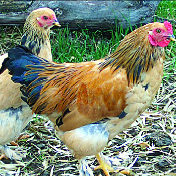 Discover the Beauty of Buff Brahma Bantam Poultry Breeds