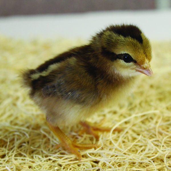 BB Red Old English Bantam