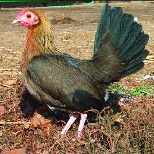 BB Red Old English Bantam